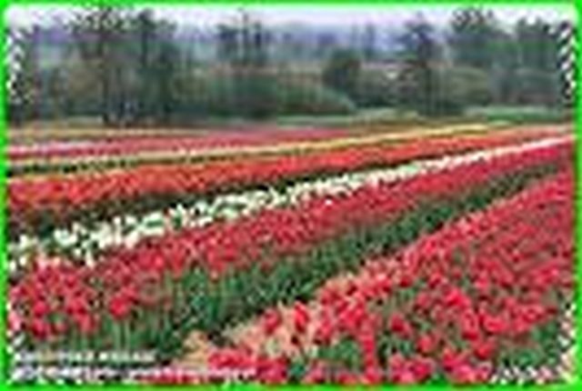 Targi Tulipanw Sierakw